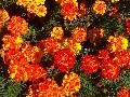 Durango Bolero Marigold / Tagetes patula 